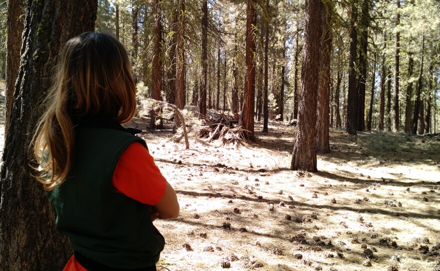 U.S. Forest Service ecologist Nicole Molinari carries out research in forest plots to see whether removing some trees leaves more water for those that remain, August 31, 2016. 
