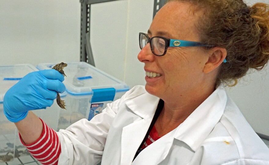 Jessie Bushell holds one of the yellow-legged frogs undergoing treatment at the San Francisco Zoo before it's released back to the wild.