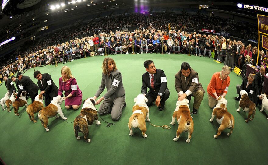 Purebred bulldogs, like these at the Westminster Kennel Club Annual Dog Show in 2012, can only breed with other bulldogs under American Kennel Club rules, limiting the overall gene pool.