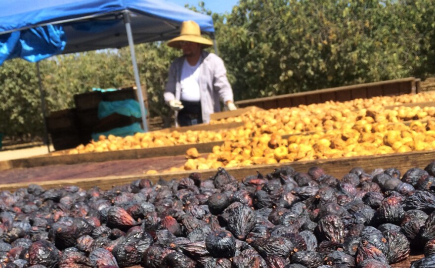 Figs dry on the tree, fall to the ground, are picked up by machinery, washed and then packaged.