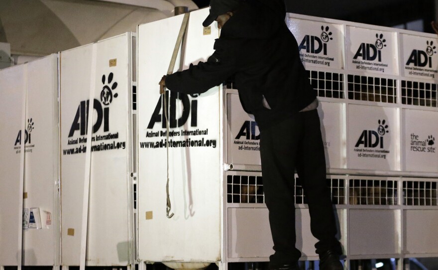 A worker straps down cages that hold former circus lions on their arrival at OR Tambo International airport in Johannesburg.