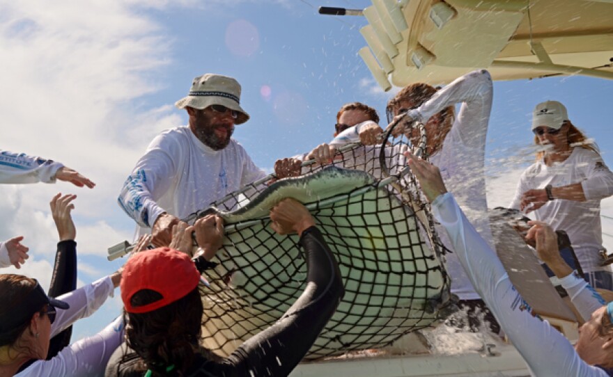 Each year, thousands of tourists interact with the tame southern stingrays that congregate in the shallow waters of Grand Cayman’s North Sound. Famous marine artist and scientist Dr. Guy Harvey has assembled a research team to study what impact the ecotourism might have on the wild fish.