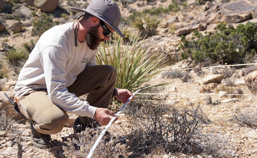 James Heintz of the University of California-Riverside maps out plant life in Joshua Tree National Park for a yearly census to see how the ecosystem is changing.