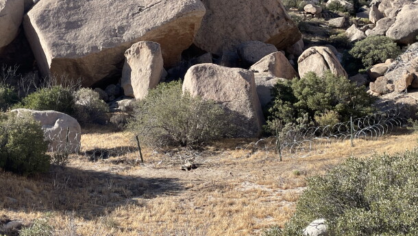 Wildlife biologist Christina Aiello found an endangered Peninsular bighorn sheep dead on Wednesday, June 3, 2026, after becoming entangled in concertina wire in the Jacumba Wilderness. U.S. Customs and Border Protection is closing gaps in the California-Mexico border with concertina wire.