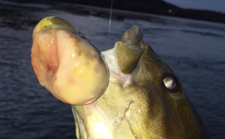 A smallmouth bass with confirmed malignant tumor was caught by an angler in the Susquehanna River near Duncannon, Pa., on Nov. 3, 2014.