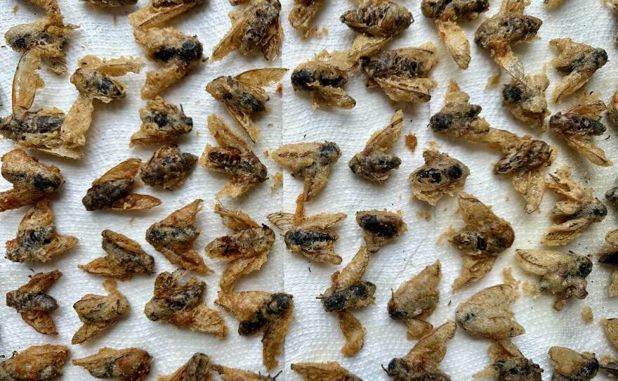 A tempura-fried cicada creation is among Joseph Yoon's favorite recipes.