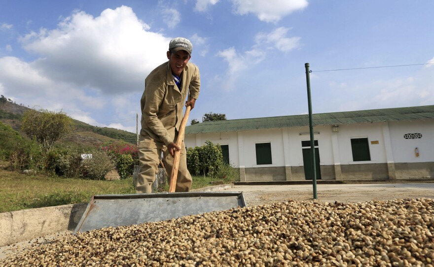 A worker collects dried coffee beans at a plantation in Pueblo Bello. The remote town, tucked in Colombia's Sierra Nevada, could be one of many where local elections determine the outcome of a possible peace.