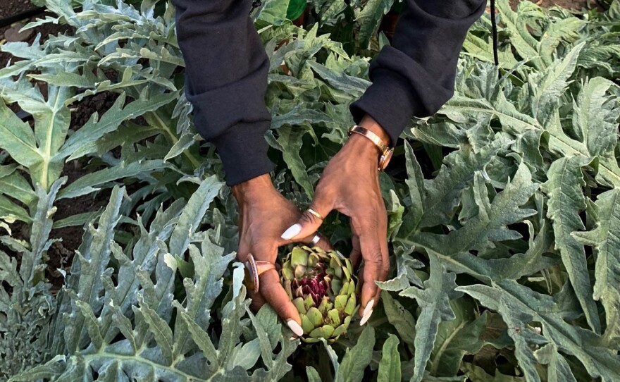 Princess Haley, co-founder of a group called Appetite for Change, picks an artichoke to go into supply boxes of fresh produce. The group's mission is to improve the diet of families in Minneapolis.