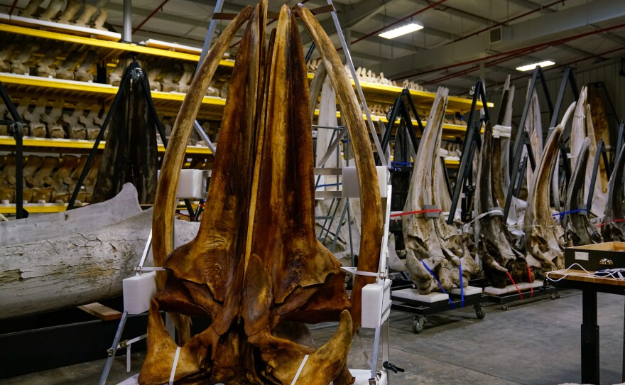 The skull used to determine that Rice's whales were a new species in 2021 is stored at a Smithsonian facility in Maryland.