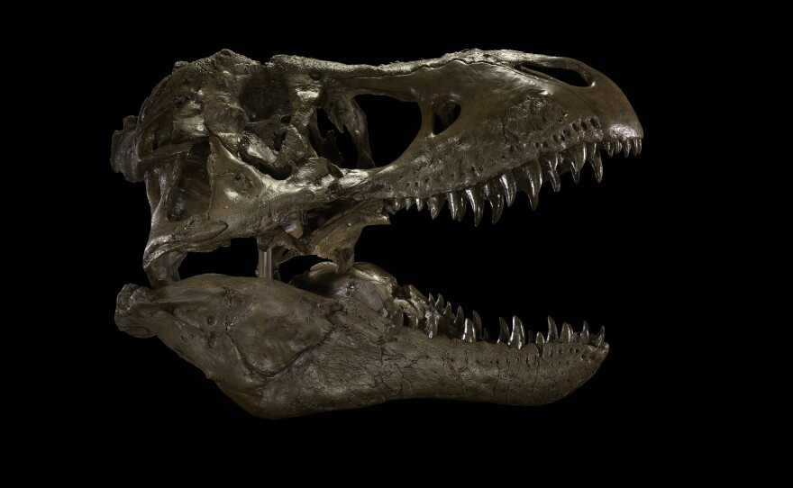 An exact resin copy of the skull of the Wankel T. rex.