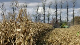A farmer harvests corn on a farm near Spring Mills, Pa. According to current biofuel laws, if you burn ethanol from corn in your car, the government doesn't count the carbon dioxide that comes out of the tailpipe as an actual carbon emission.