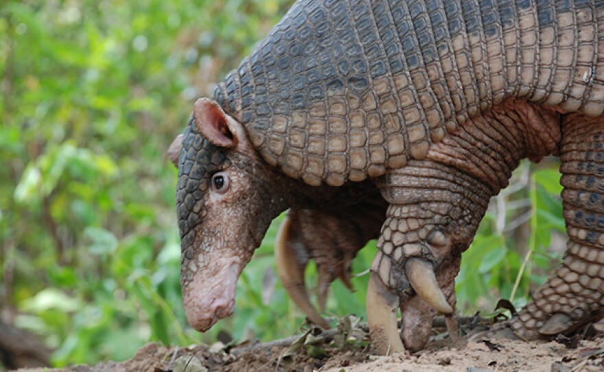 Giant armadillo, Mato Grosso do Sul, Brazil.