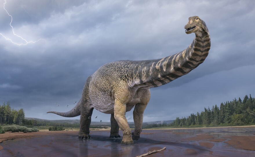Australotitan cooperensis is the new species confirmed by paleontologists in Australia. It's the biggest dinosaur discovered in Australia.