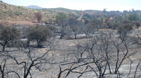Land burned by the Border fire is pictured, June 2016.