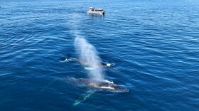 The image shows two whales with a boat in the background in this undated photo.