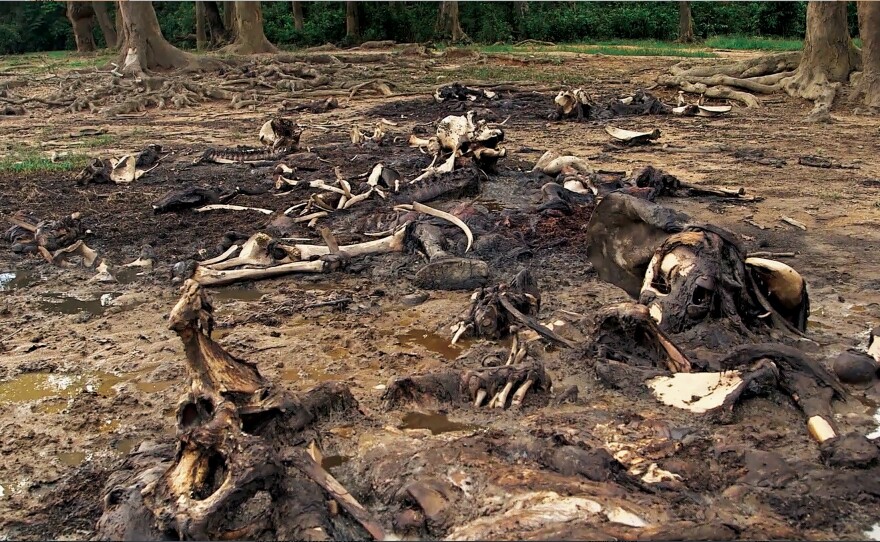 In May 2013 poachers with the insurgent group Seleka massacred 26 elephants at Dzanga Bai, a mineral-rich watering hole in the Central African Republic.