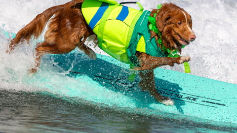 A good boy competes in the Annual 2026 Surf Dog Competition in Oceanside, September 12, 2026.