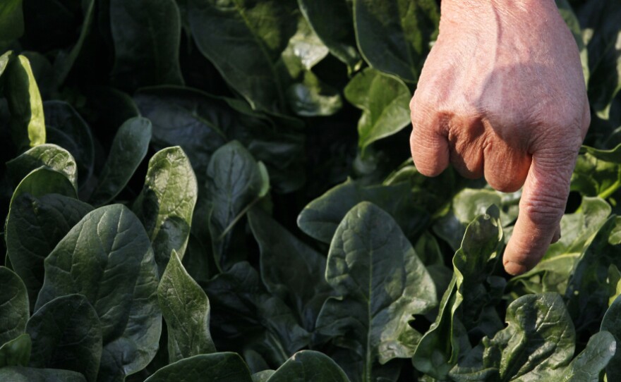Chiyoko Kaizuka, 83-year old farmer, weeds a spinach field in Moriya.