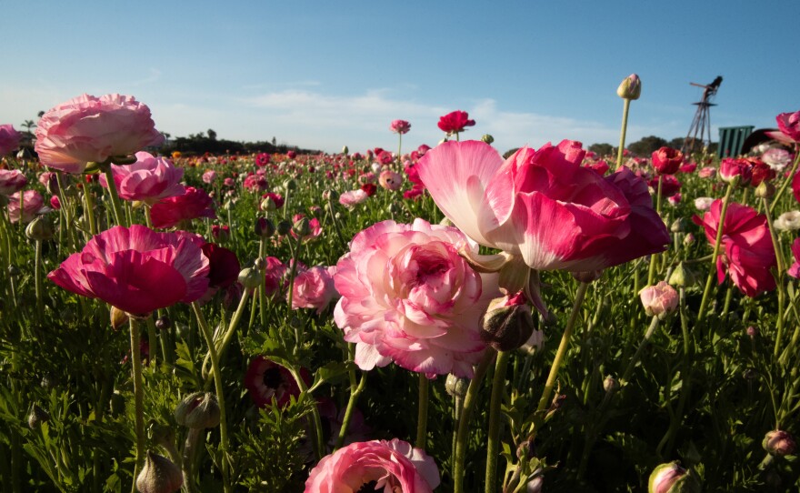 The pink and white ranunculus