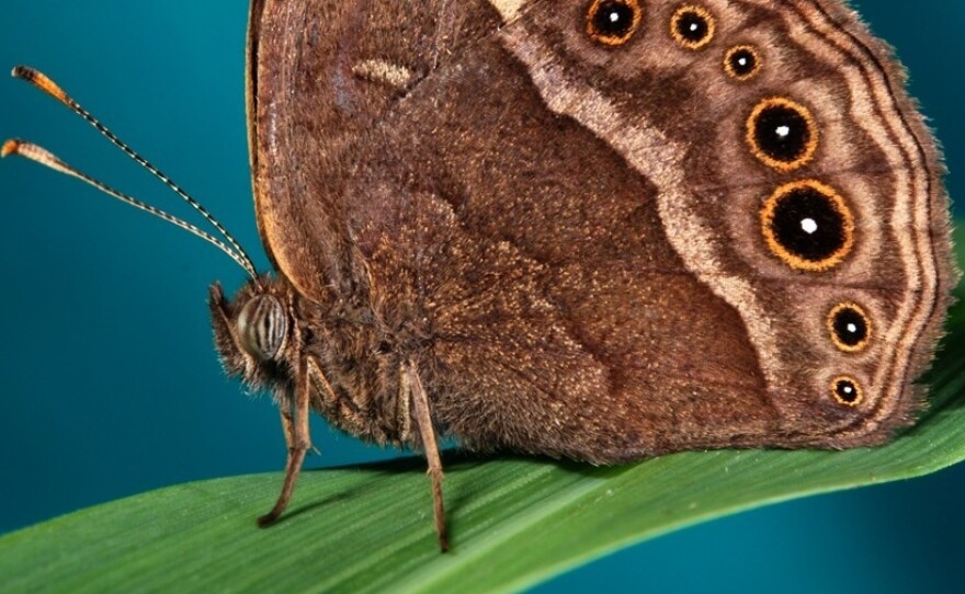 A male Bicyclus anynana butterfly.