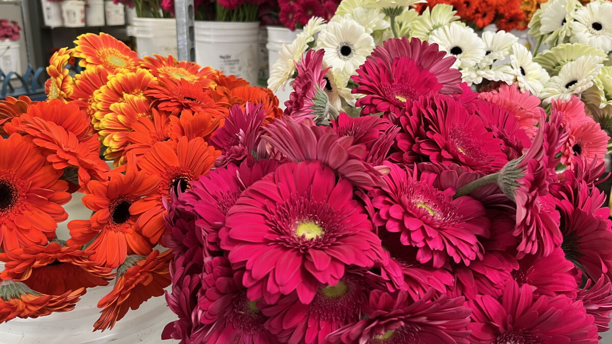 North County blooming for Valentine's Day and Carlsbad Flower Fields season - Vimarsana News