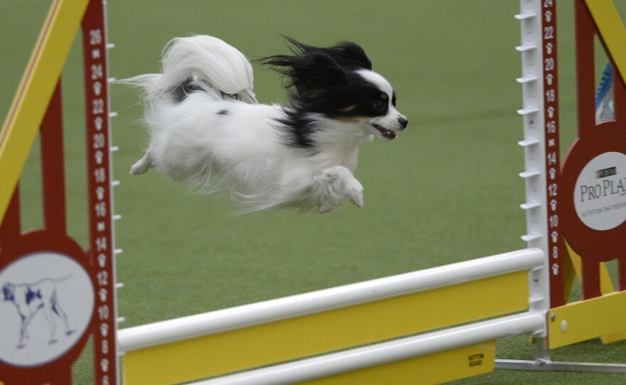 A Papillion competes in the agility ring.