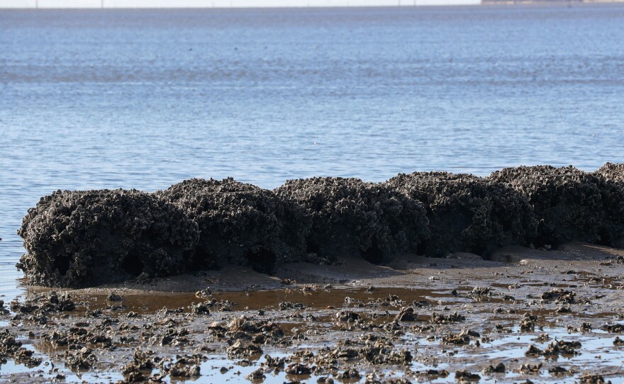 Near Airport Road on Cedar Key, large concrete reef ball structures have been installed to break waves and encourage oysters.
