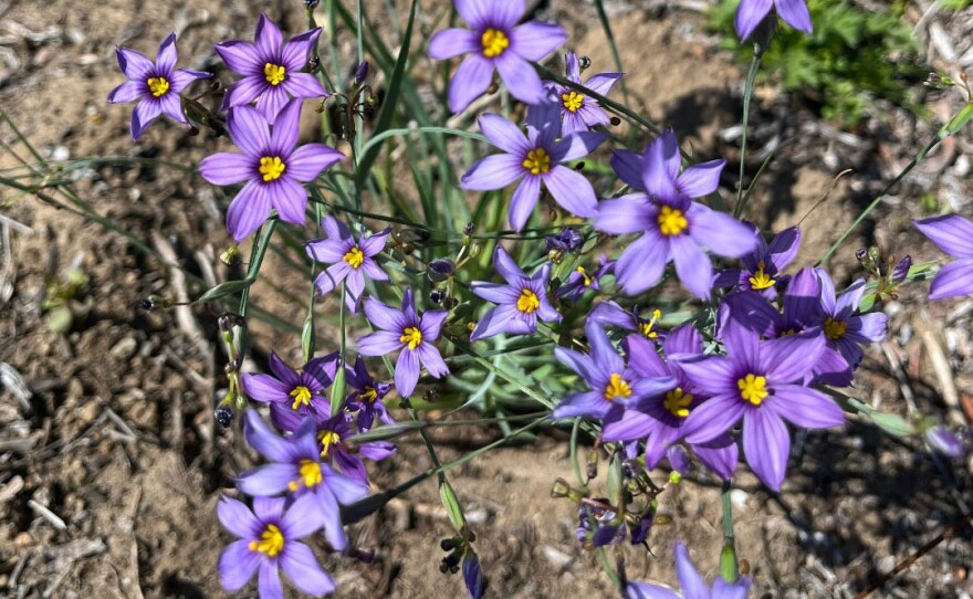 Blue-eyed grass.