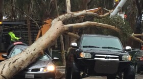 Two eucalyptus trees smashed five cars at UCSD this morning due to overly saturated ground, Jan. 20, 2017. 