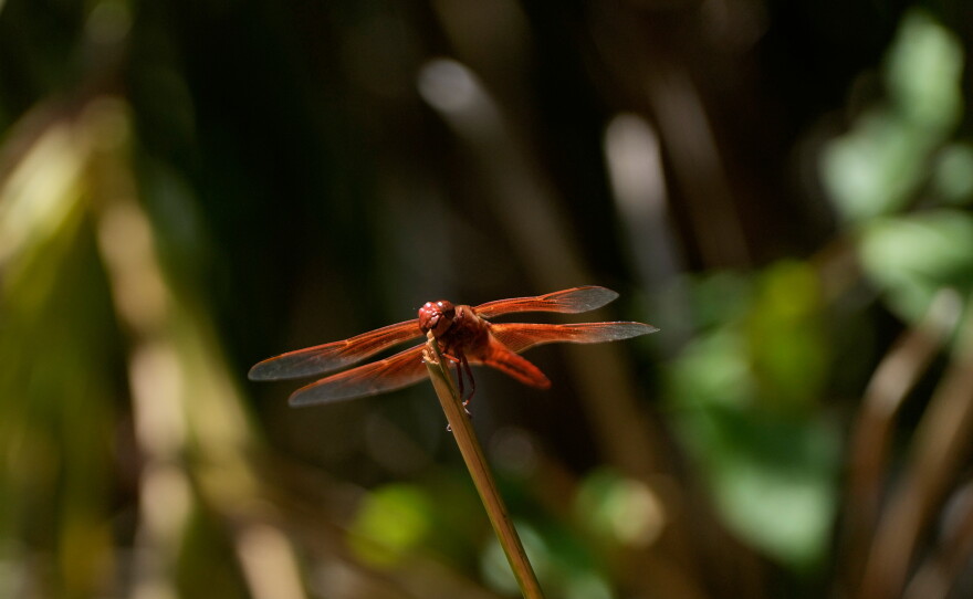 A dragonfly rests on a plant at the Lake Merritt Dragonfly Habitat Garden in Oakland, Calif., Friday, Aug. 21, 2026. (AP Photo/Jeff Chiu)