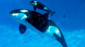 A baby killer whale swims with another whale at SeaWorld San Diego, Feb. 14, 2013.