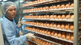 Researchers sort through eggs used for the cultivation of swine flu vaccine June 18 in a plant in Taichung. Taiwan is set to mass-produce swine flu vaccine in October. 