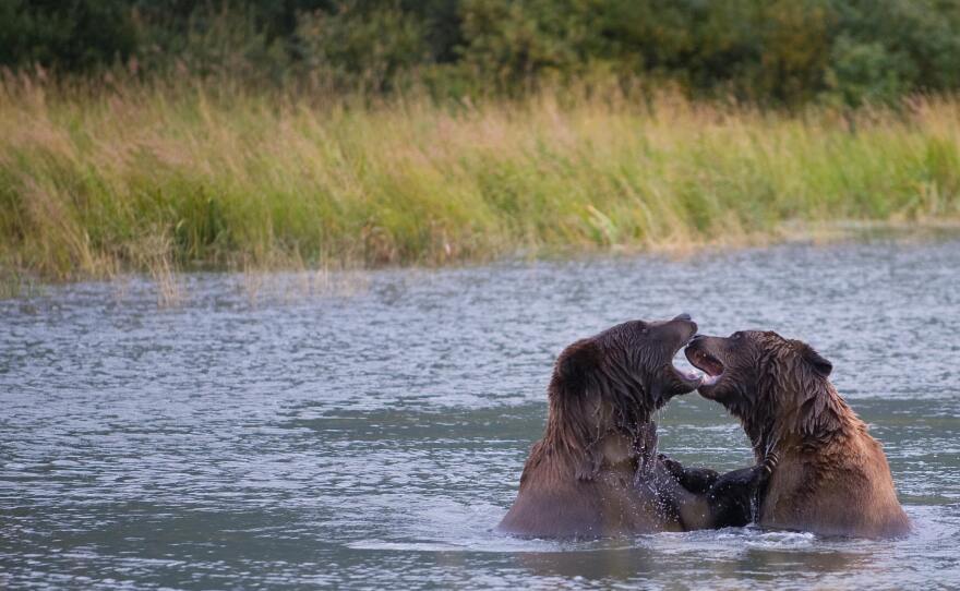 Brown bears play in a pond at the Alaska Wildlife Conservation Center in Portage Glacier, Alaska, in 2009.