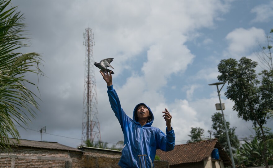 Ken Rapopo throws a pigeon in the air during a practice flight. This male pigeon will fly about 2 miles back to the winner's circle to find its female partner. Rapopo reports the bird's movements by walkie-talkie until it disappears from view.