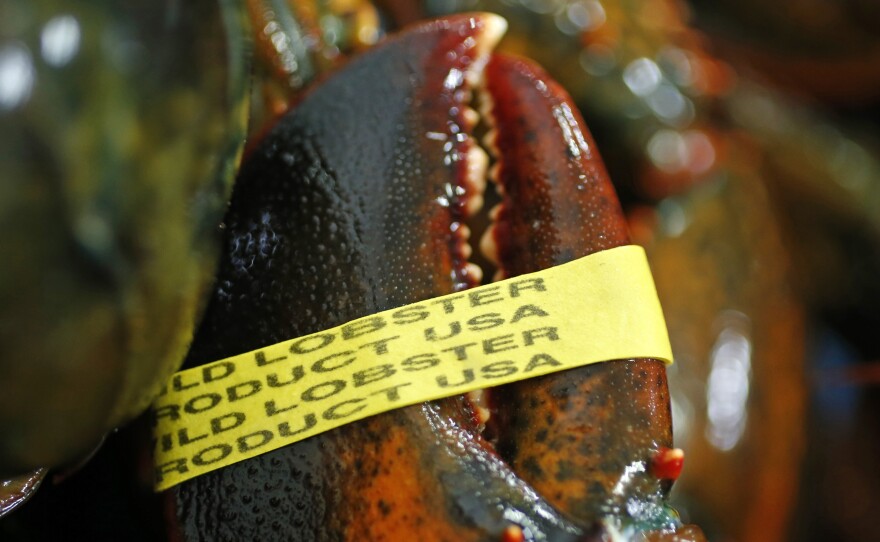 Unseasonable warm weather has made for a longer lobstering season for fishermen in Maine.
