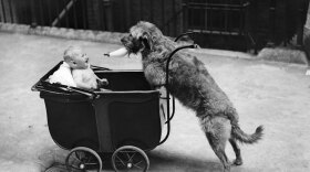 Both young infants and dogs sometimes ignore what they see with their own eyes and instead trust a human "teacher." Dogs may have evolved this trait to help them live with people.