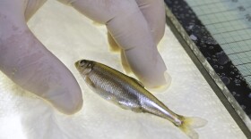 In this July 15, 2015, file photo, a Delta smelt is shown at the University of California Davis Fish Conservation and Culture Lab in Byron, Calif.