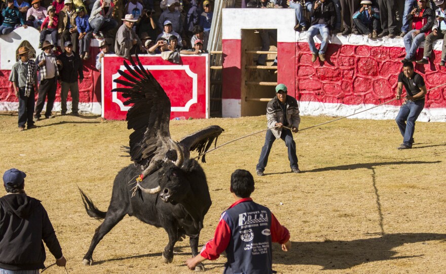 Villagers try to lasso the bull as it fights the condor in Coyllurqui, Peru, last month.