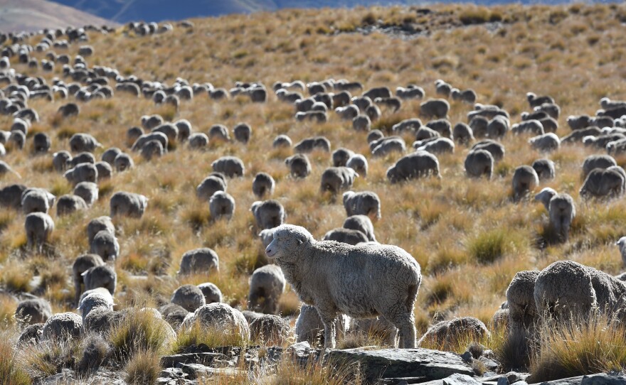 Methane emitted by ruminant animals like cattle and sheep accounted for 34% of New Zealand's greenhouse emissions in 2017. A flock of merino sheep on the country's South Island are seen here in April 2017.