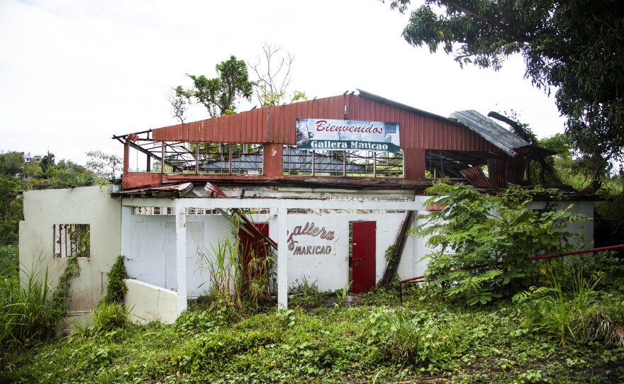 Since Hurricane Maria tore the roof off this cockfighting arena in the mountains of Vega Alta in 2017, nature has slowly been taking over.