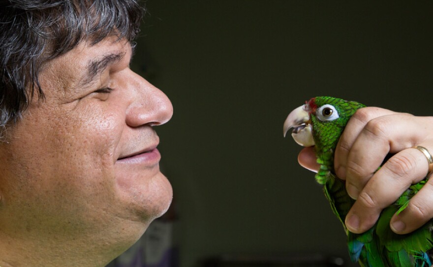 Jafet Vélez-Valentin inspects the health of a rare Puerto Rican parrot.