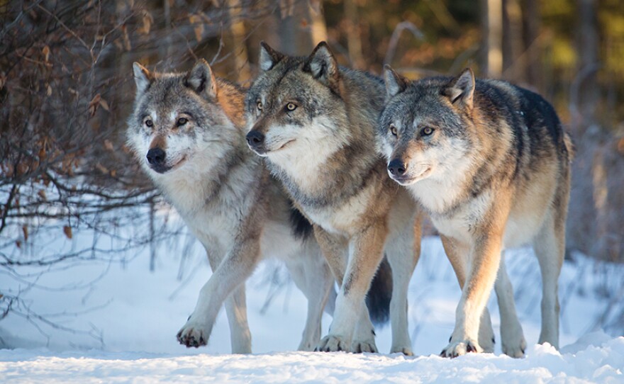 Three wolves marching together, Yellowstone National Park.