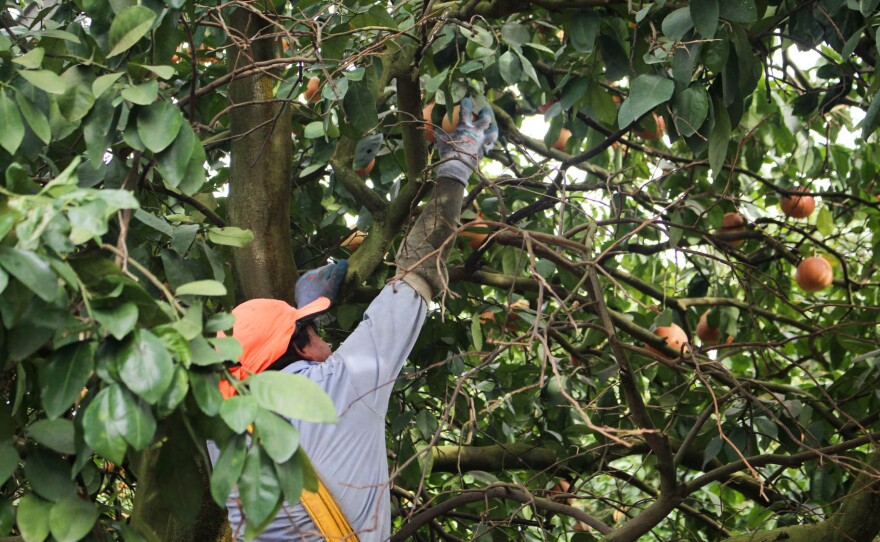 A worker harvests grapefruit near Arcadia, Fla.