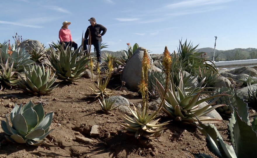 Host and garden expert Nan Sterman and renowned plant explorer and succulent breeder Kelly Griffin explore plants in the Altman Garden in Vista, Calif.
