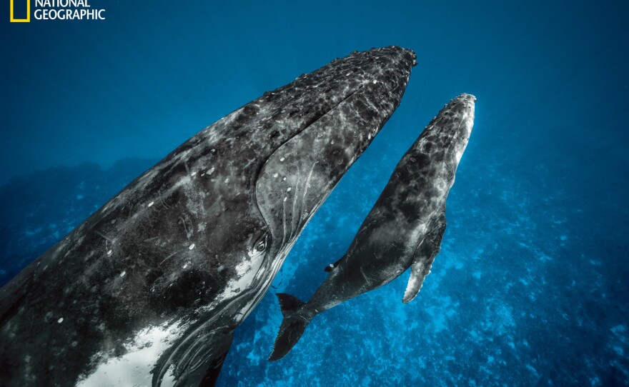 A mother humpback and calf glide over a reef in a bay off Vava'u, Tonga. They'd joined a few thousand adult humpbacks to fatten up on krill in Antarctica during summer there before returning to the South Pacific for mating season. Along the way, young whales began to imitate adult feeding methods and other behaviors.