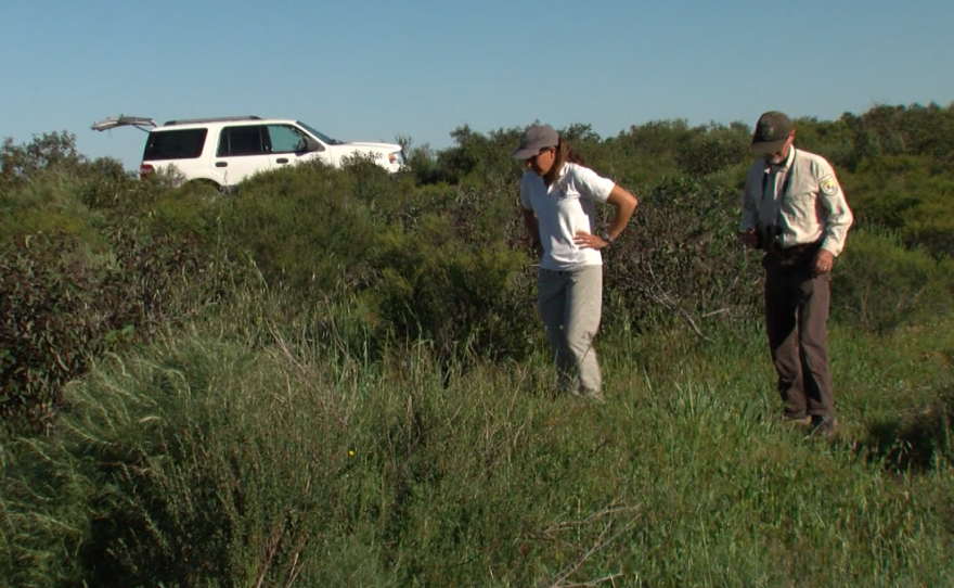 Biologists Susan Wynn and John Martin inspect coastal sage scrub on the San Diego National Wildlife Refuge to find a rare wild butterfly, March 14, 2017.