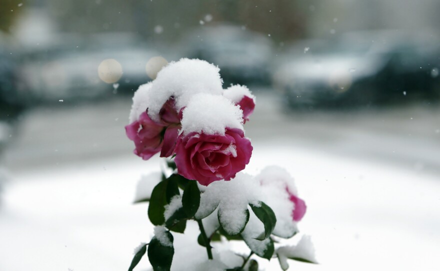 Flowers still bloom through the snow in Denver as winter's first calendar day is still more than a month away.