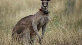 Black Spot, leader of a mob of street-smart kangaroos moving into Australia’s capital city.
