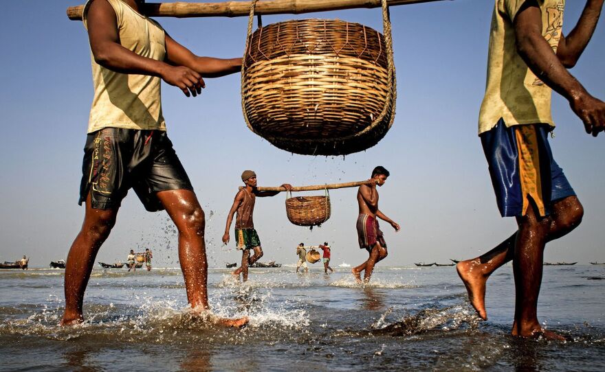 Fishermen in the Sunderban area of Bangladesh return to their boats after collecting fish in baskets.
