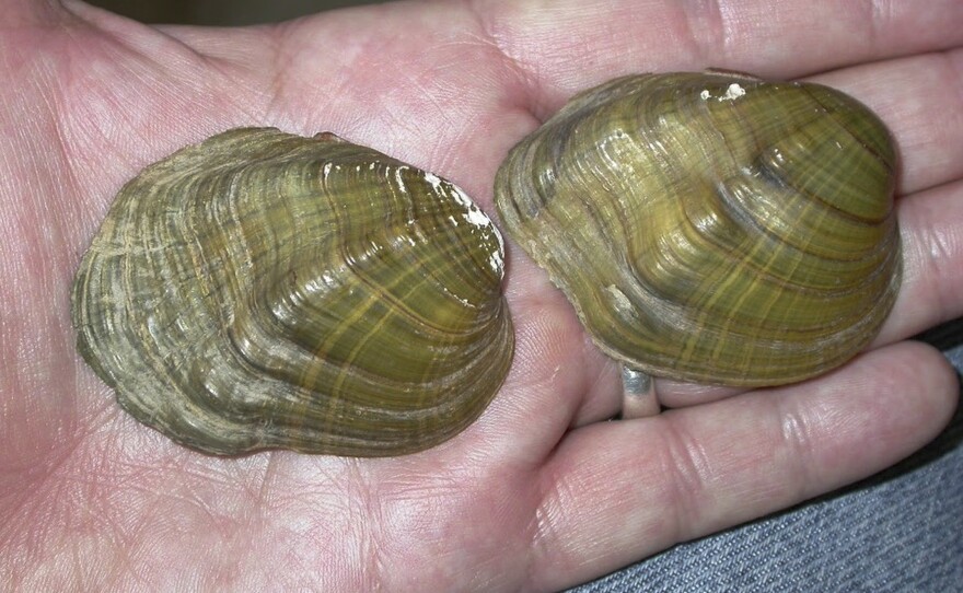 In this May 10, 2005, photo, shells from tubercled-blossom pearly mussels (Epioblasma torulosa) collected from the Ohio River are held at Chase Studio in Cedarcreek, Mo. The freshwater mussel is among 23 species that U.S. wildlife officials say have gone extinct.